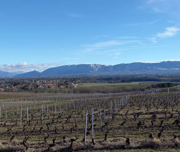 Vue sur le Salève depuis Dardagny (GE)