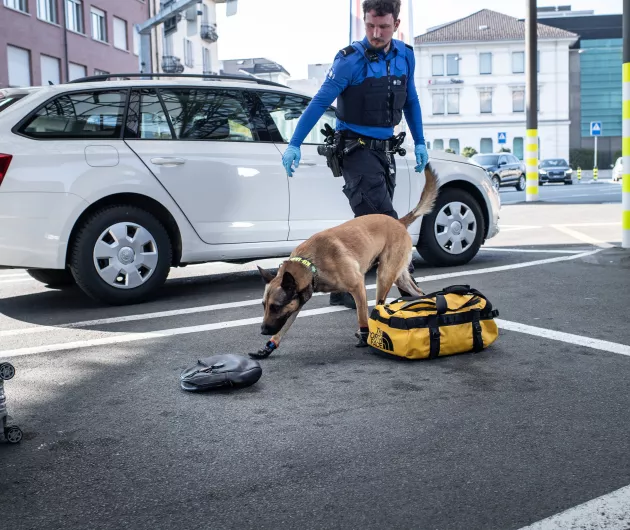 Chien policier en opération à la douane